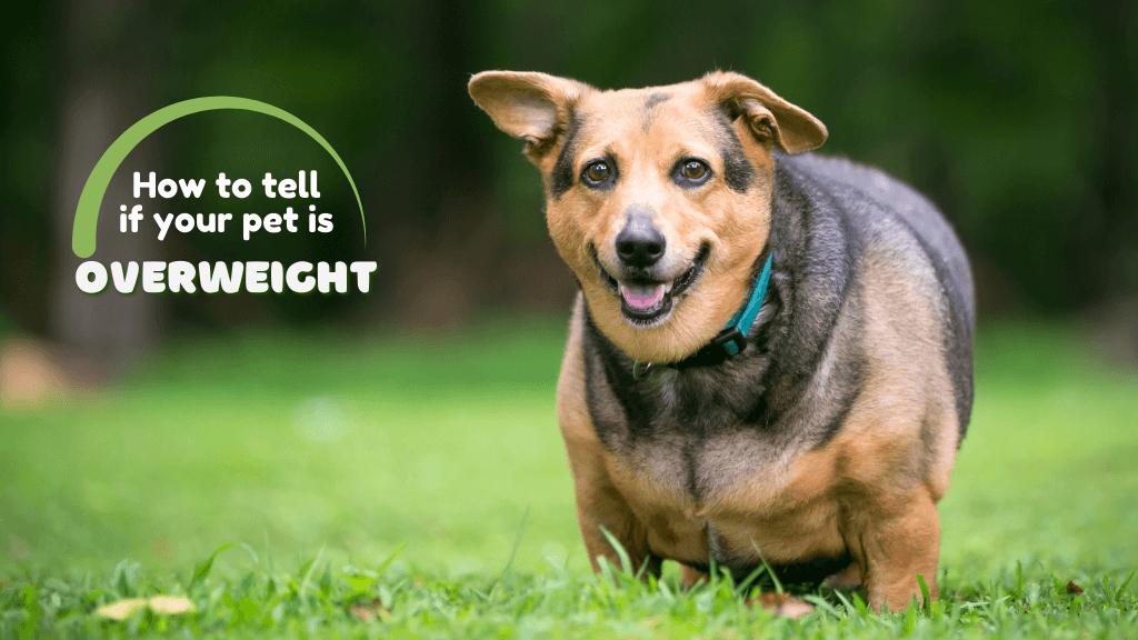 How to tell if your pet is overweight How to tell if your pet is overweight